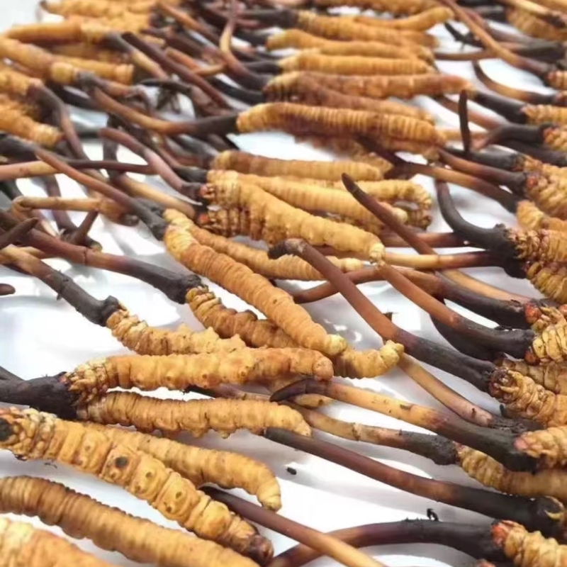 Cordyceps Capsules Manufacturer - Natural Pure for Energy Immune Support