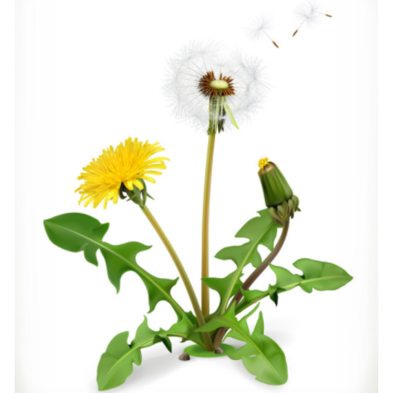 Dandelion Capsule Factory - OEM Private Label Non-GMO Root Extract Liver Health