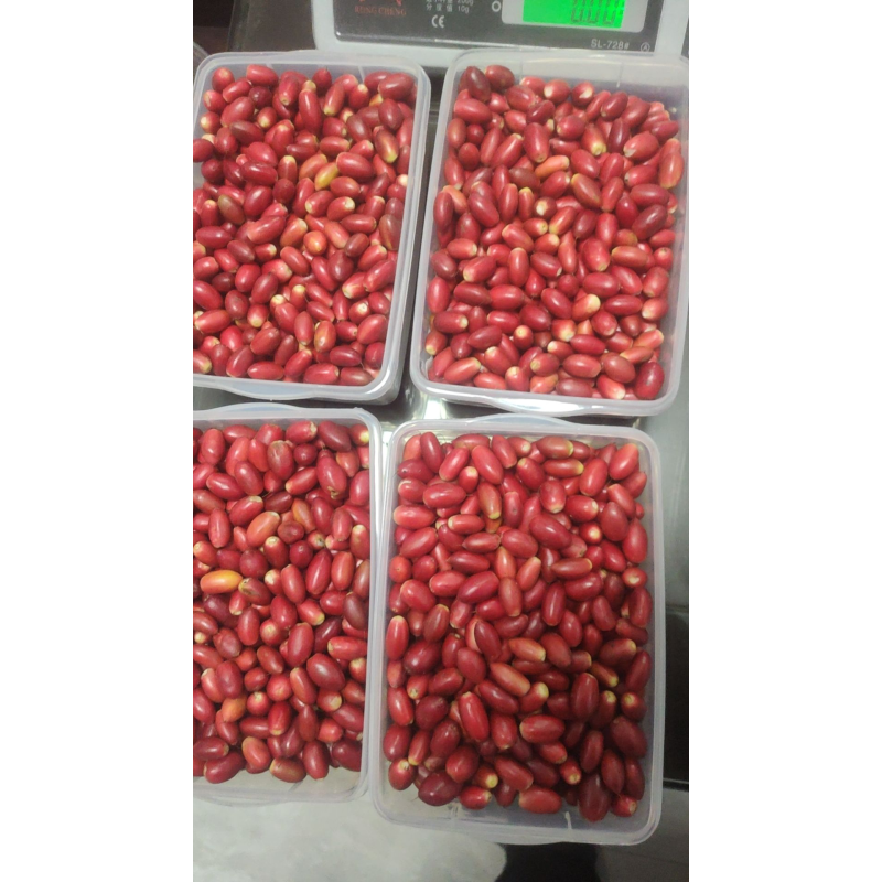 Miracle Fruit Berries Factory - Wholesale Freeze Dried Food Grade Extract Supplement