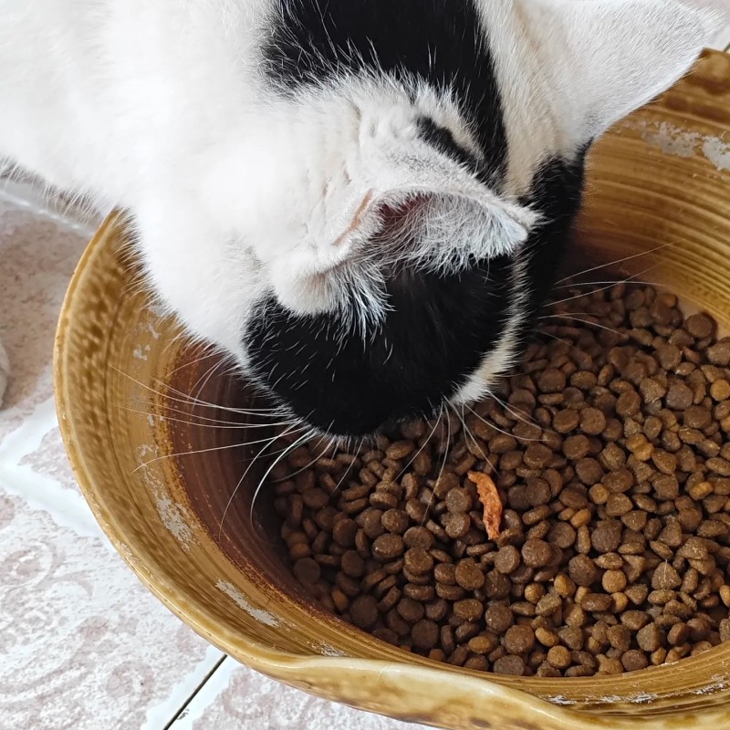 Cat Food Manufacturer - High Quality Grain-free 10kg Bag