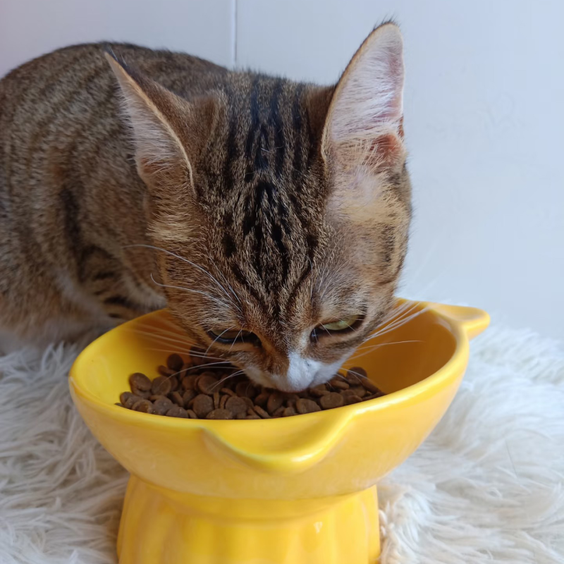 Pet Food Factory - OEM ODM One Stop Bulk Various Tastes