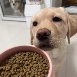 Dog Food Supplier - Holistic Croquettes Natural Bulk Food