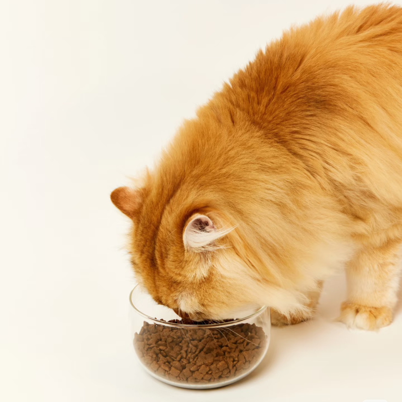 Dog Chow Supplier - Wholesale Custom Healthy Complete Nutrition