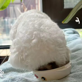 Dry Dog Food Supplier - 100% Natural ODM OEM Grain Free