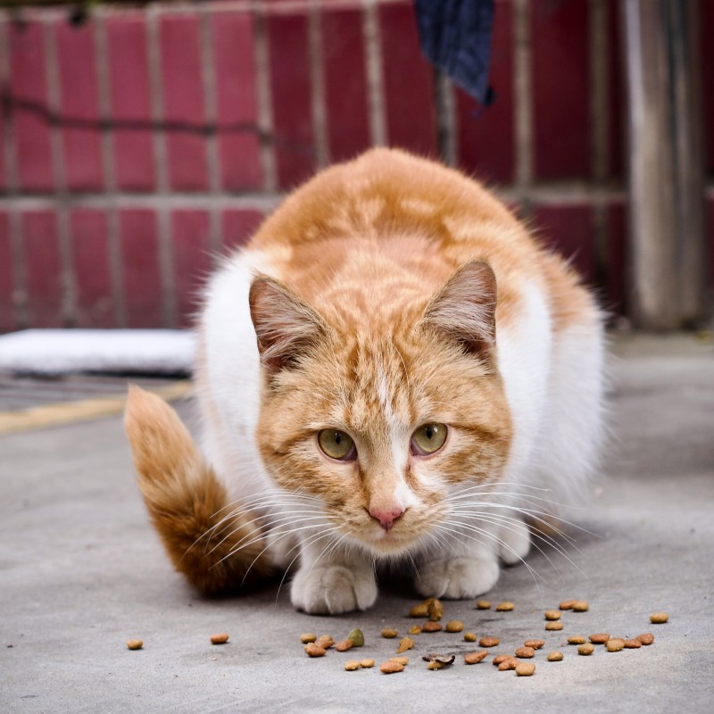 Pet Food Supplier - Ready to Ship Hypoallergenic Formula OEM