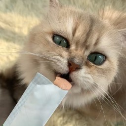 Dog Food Toppers Supplier - Real Chicken Tuna Beef Pouch Packs