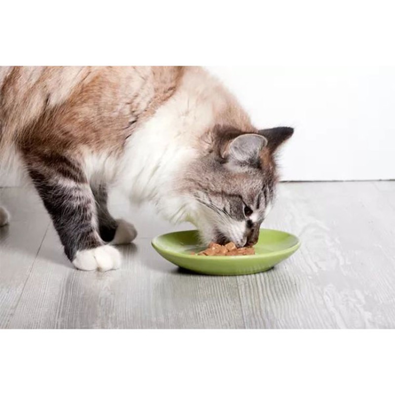 Canned Dog Food Factory - High Nutrient Wet Dog Cat Food