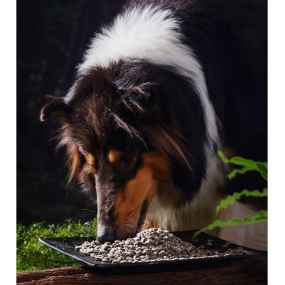 Pet Treat Manufacturer - ODM OEM Grain Free Dog Treat Snack