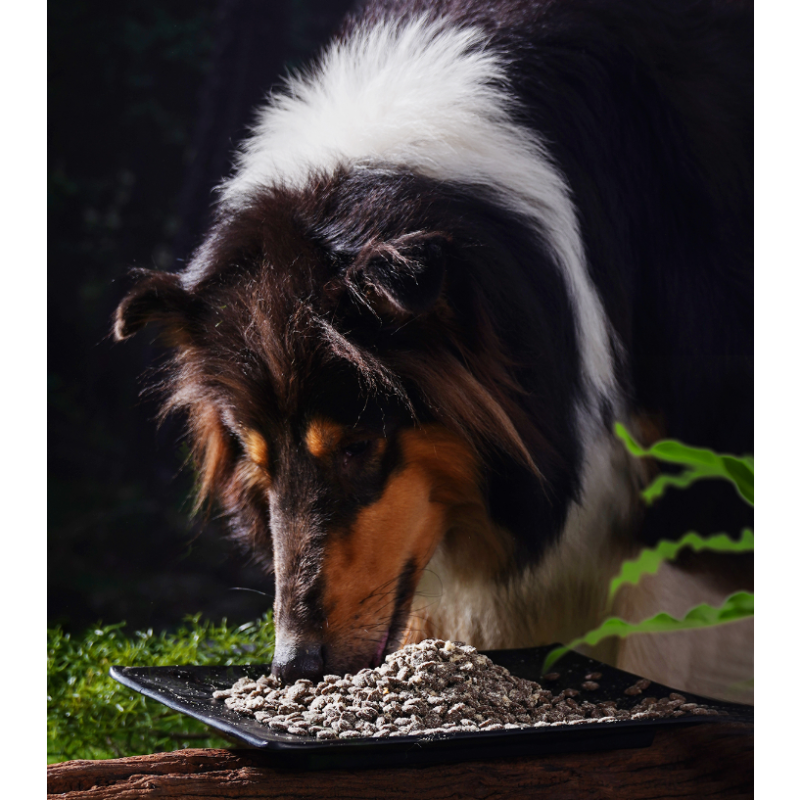 Pet Treat Manufacturer - ODM OEM Grain Free Dog Treat Snack