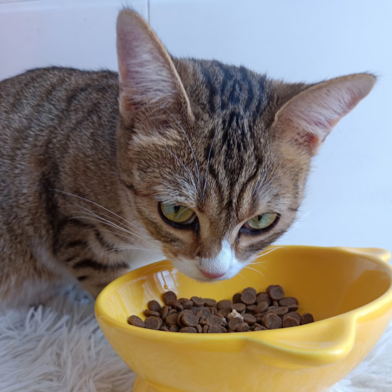 Dry Dog Food Factory - Source Factory Nutrisource Grain-Free