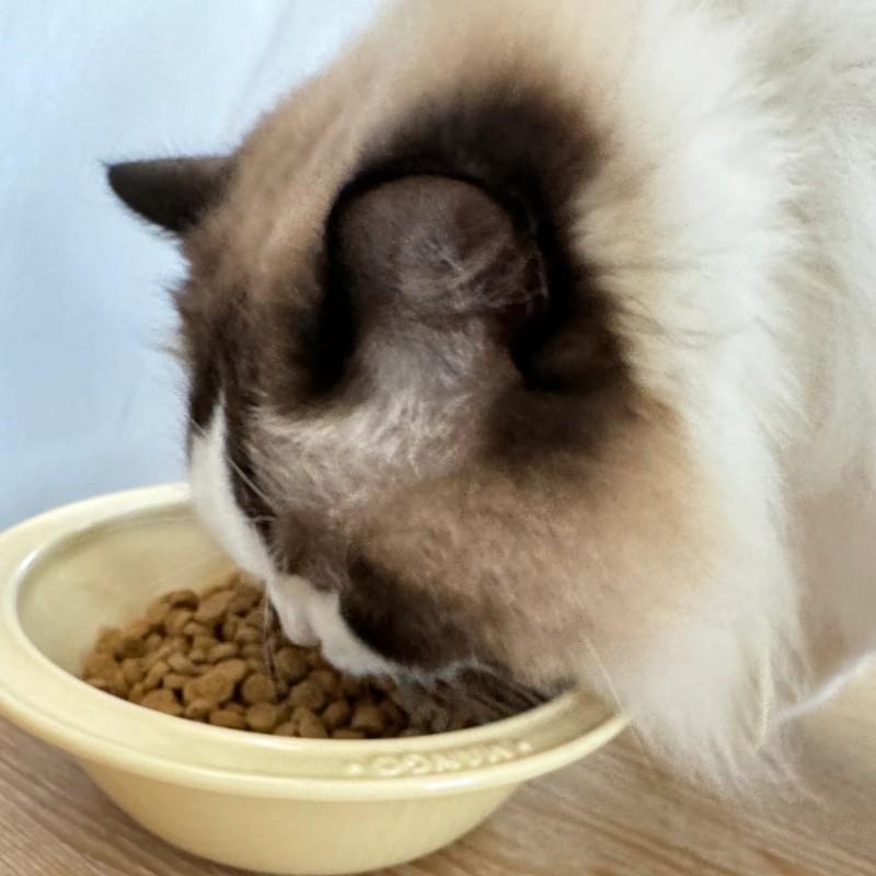 Cat Dry Food Factory - High Quality High Protein Pet Food