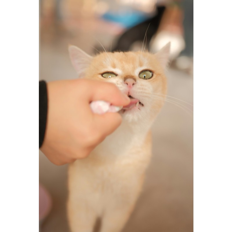 Pet Food Cover Manufacturer - 3 Size Silicone Dog Cat Lids