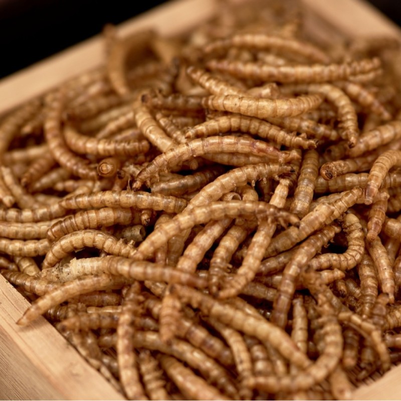 Mealworm Supplier - Mealworms Wholesale Dried Mealworms Pet Food