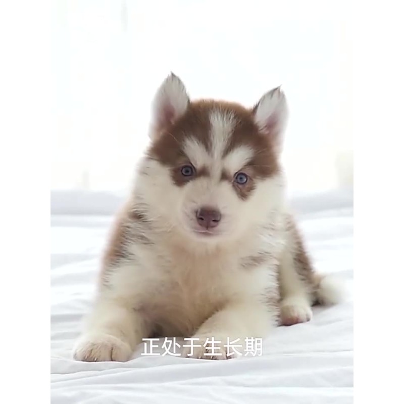 Pet Food Manufacturer - Odm Oem Bird Fish Hamster High Protein Tenebrio Molitor