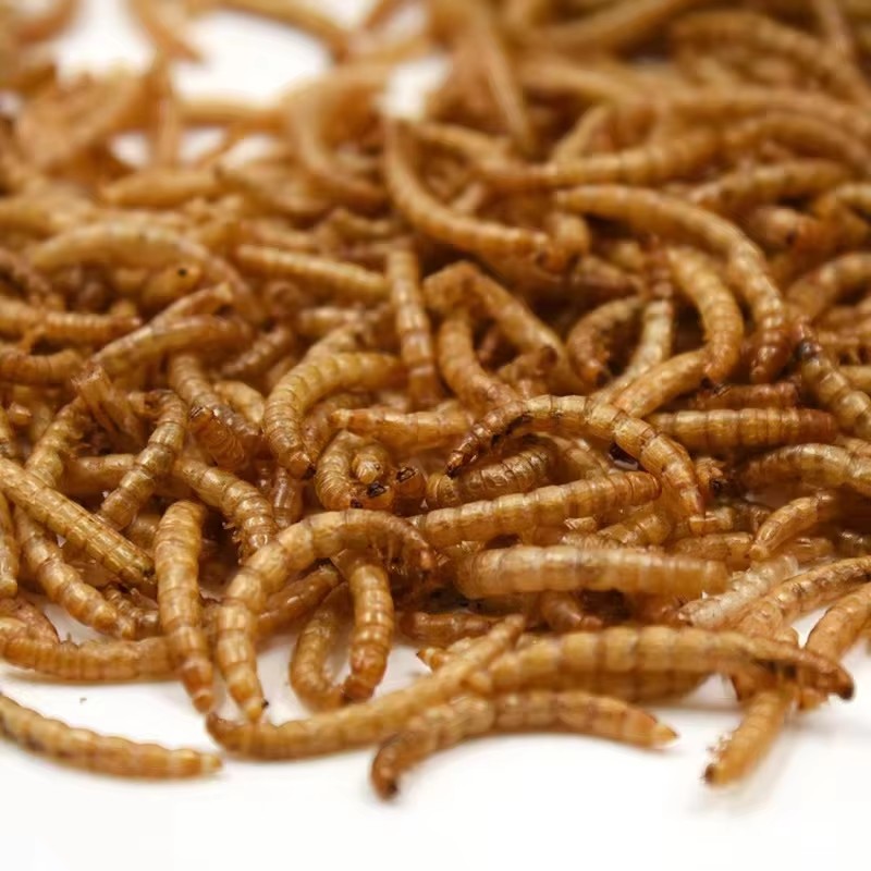 Mealworm Supplier - Mealworms Wholesale Dried Mealworms Pet Food