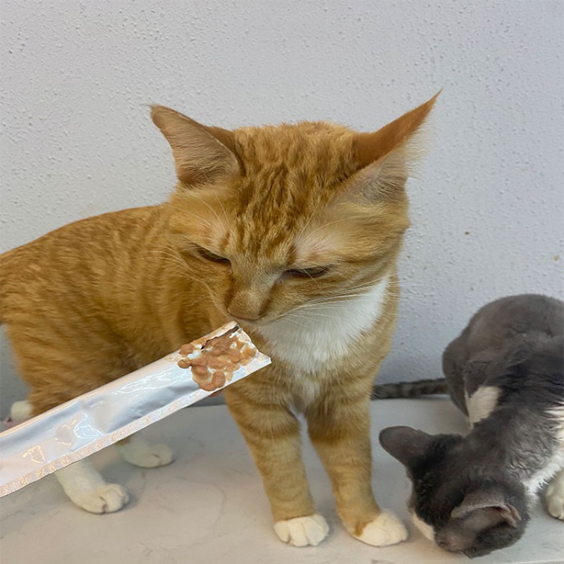 Pet Treats Manufacturer - Wholesale 500g Freeze-Dried Chicken Pellet Quail Pet Treats