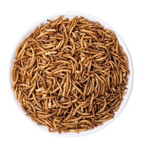 Mealworm Supplier - Mealworms Wholesale Dried Mealworms Pet Food