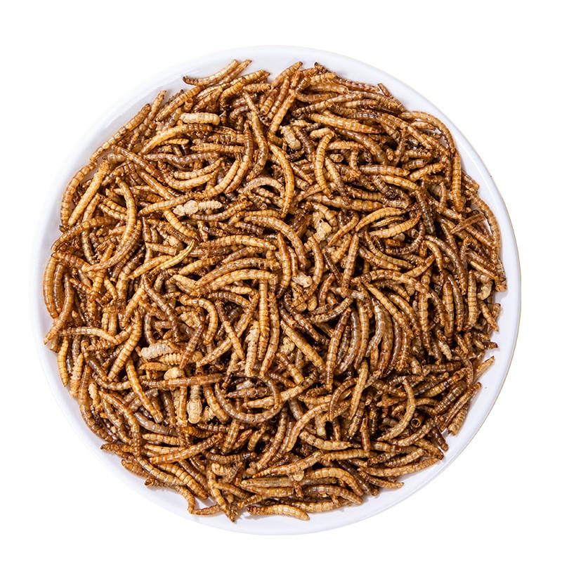 Insect Supplier - China Factory Dry Mealworms Farming Microwave Dried Mealworm