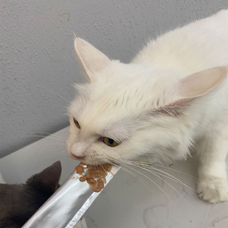 Cat Snacks Supplier - Customizable ODM OEM Small Fish-Shaped Catnip Cookie Mint