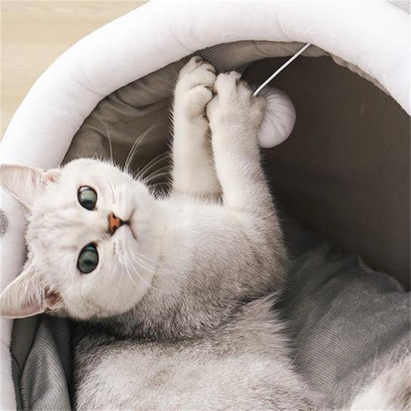 Insect Food Supplier - Odm Oem Dried Bread Worms Wholesale Dried Yellow Mealworms