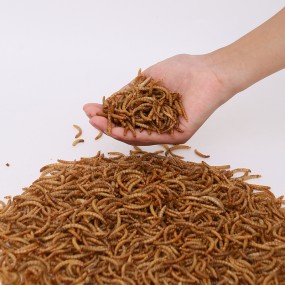 Insect Supplier - China Factory Dry Mealworms Farming Microwave Dried Mealworm