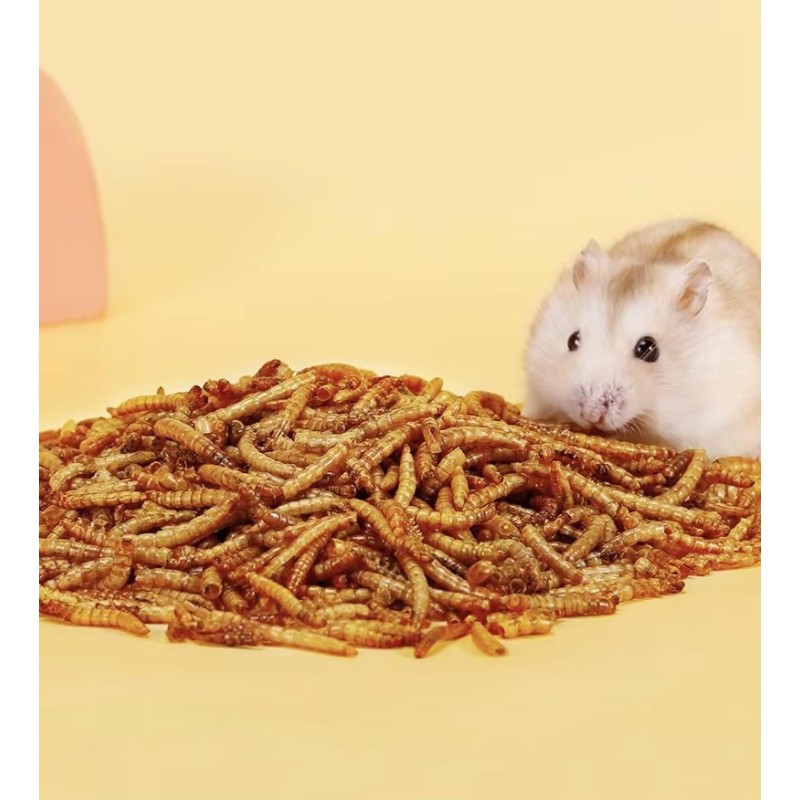 Insect Supplier - China Factory Dry Mealworms Farming Microwave Dried Mealworm