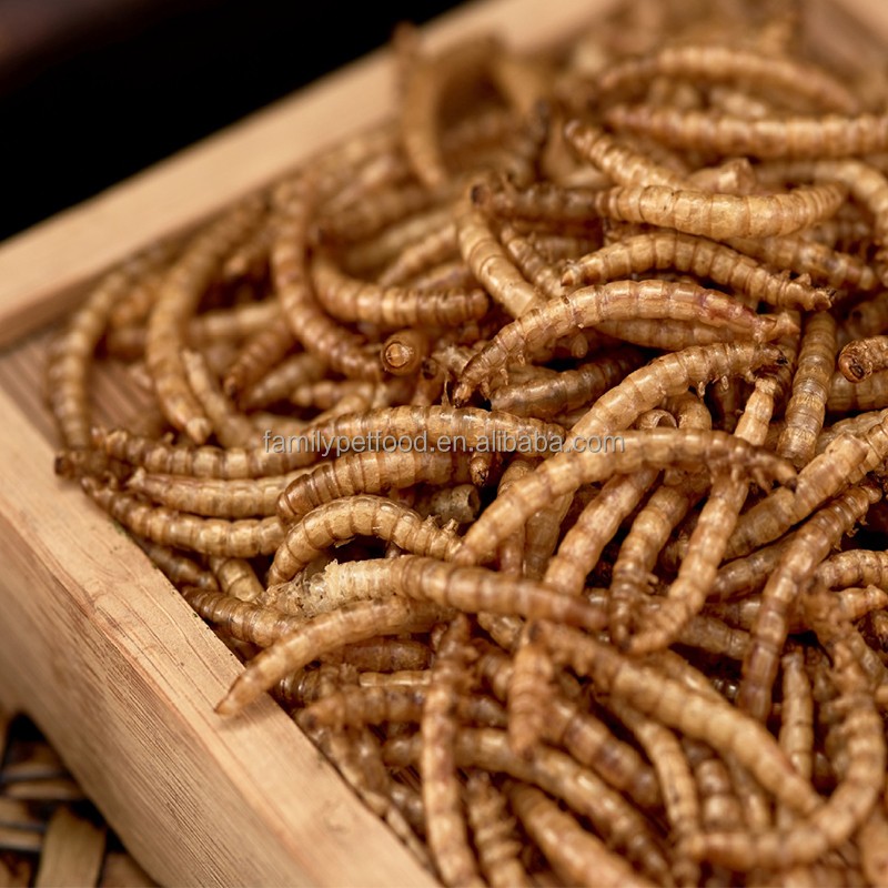 Pet Food Supplier - Wholesale High-quality Premium Tenebrio Molitor Larvae