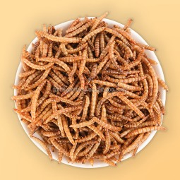 Pet Food Supplier - Odm Oem Organic Bio Foods Wholesale Dried Yellow Mealworms