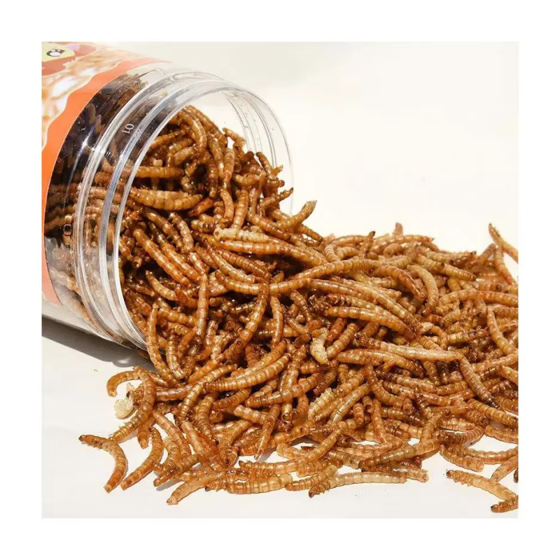 Insect Supplier - China Factory Dry Mealworms Farming Microwave Dried Mealworm