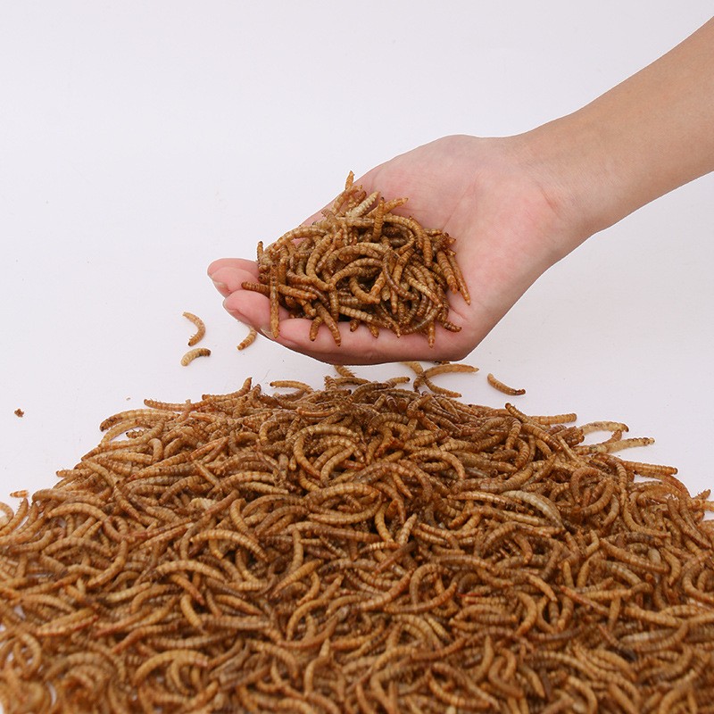 Pet Food Supplier - ODM OEM Dried Mealworms Wholesale Dried Yellow Mealworms