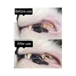 Dental Powder Manufacturer - Dental Powder Dog Tooth Cleaning Plaque Bad Breath Formulated