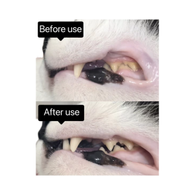 Dental Powder Manufacturer - Dental Powder Dog Tooth Cleaning Plaque Bad Breath Formulated