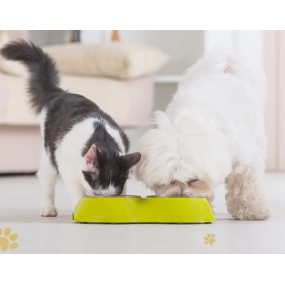 Pet Supplements Supplier - Wholesale Natural Organic Pet Mushroom Extract Powder Immune