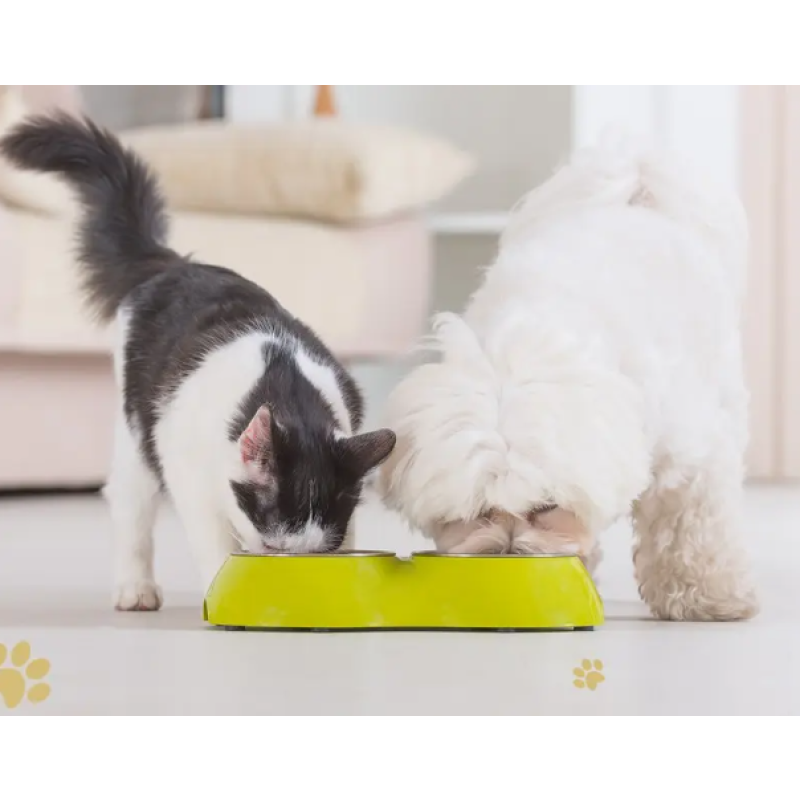 Pet Supplements Supplier - Wholesale Natural Organic Pet Mushroom Extract Powder Immune