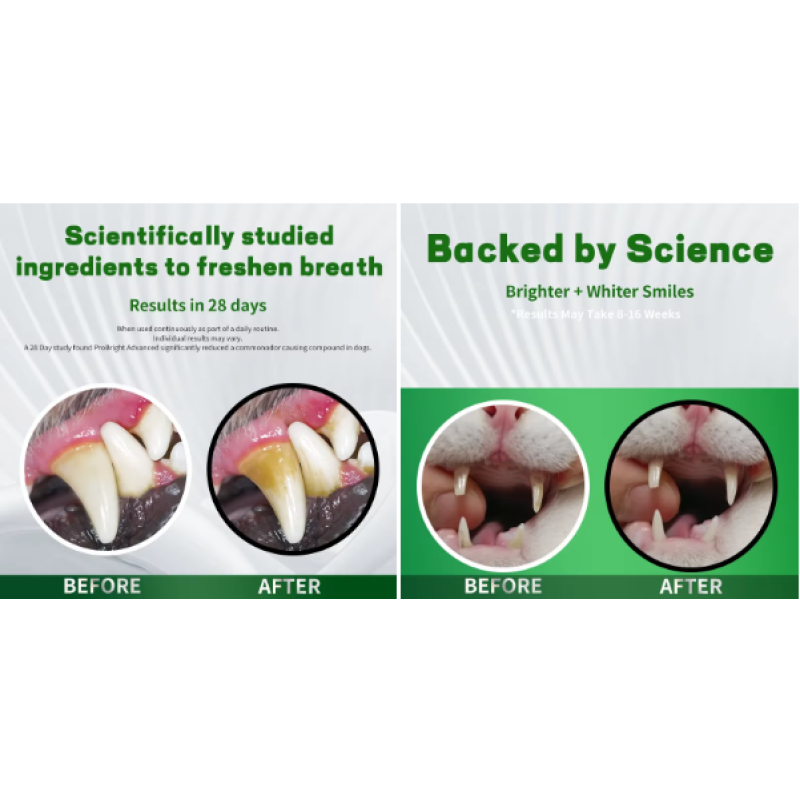 Probiotics Powder Factory - Factory Private Label Probiotics Prebiotics Powder Dogs