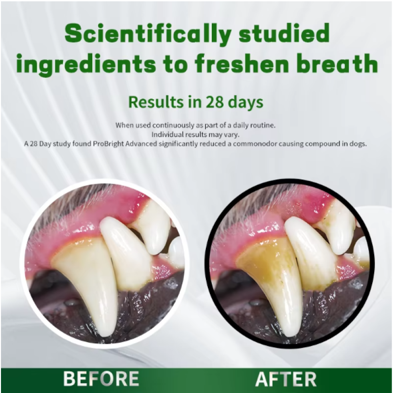 Dental Care Supplier - Anti-Plaque Dental Care Teeth Cleaning Powder Dogs Cats Private