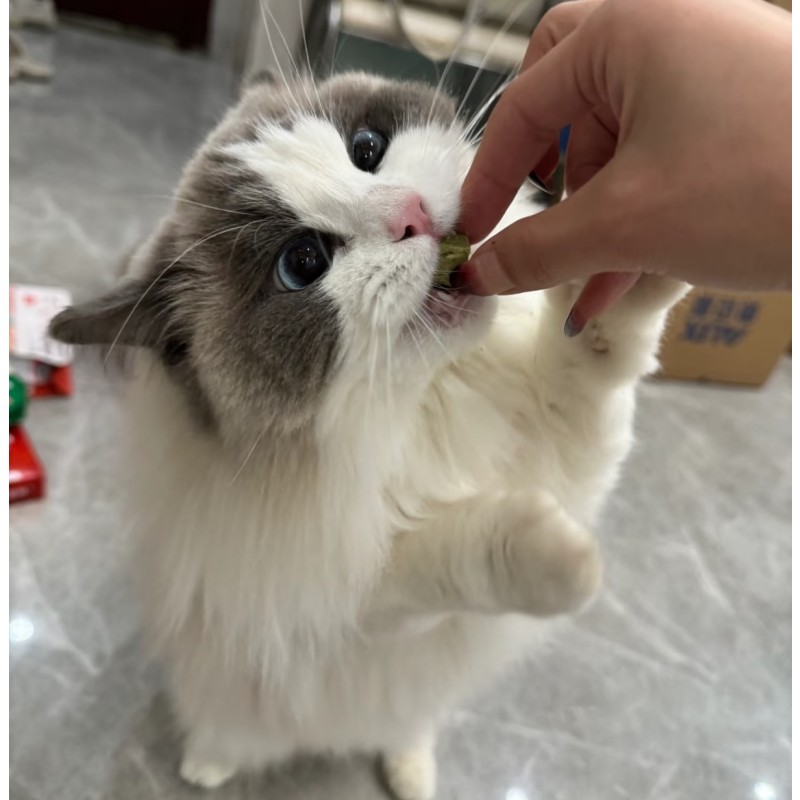 Cat Treats Factory - High Protein Healthy Freeze Dried Cat Snacks Cat Grass Grains