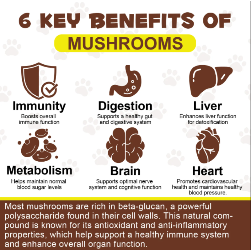 Pet Supplements Supplier - Wholesale Natural Organic Pet Mushroom Extract Powder Immune