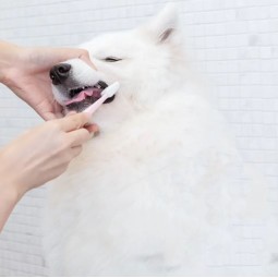 Dental Care Supplier - Anti-Plaque Dental Care Teeth Cleaning Powder Dogs Cats Private