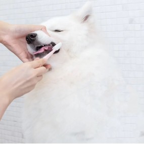 Dental Care Supplier - Anti-Plaque Dental Care Teeth Cleaning Powder Dogs Cats Private