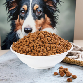 Dry Dog Food Manufacturer - OEM ODM Factory Exports Custom Flavors Shapes 5%-20% Fat