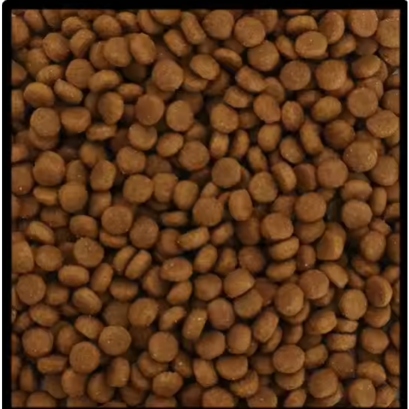 Dry Dog Food Manufacturer - Low Price Various Flavors 18% Protein