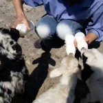 Farming animals Health Care