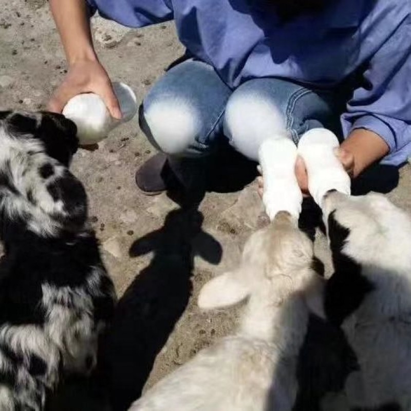 Milk Replacer Manufacturer - Veterinary Milk Replacer Powder Calves Lamb Piglet Calf