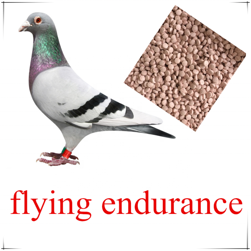 Bird Supplements Supplier - Racing Pigeon Blood Health Tablet Increase Strength Endurance