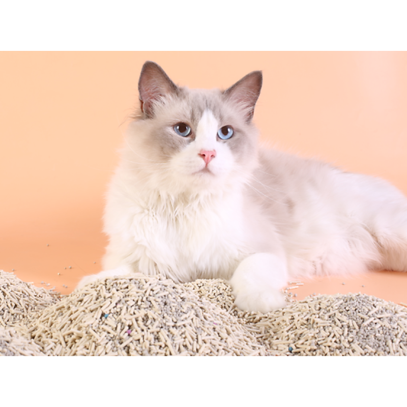 Tofu Cat Litter Manufacturer - Wholesale Natural Plant-Based