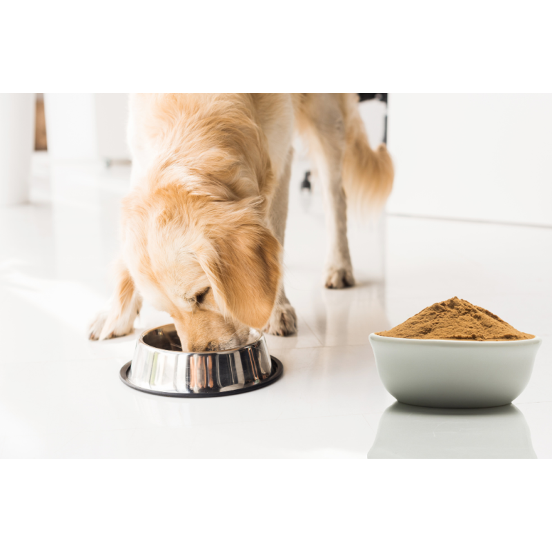 Pet Food Enhancer Supplier - Natural Palatants Appetite Boosters