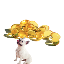 Pet Supplement Manufacturer - Fish Oil Skin Coat EPA DHA