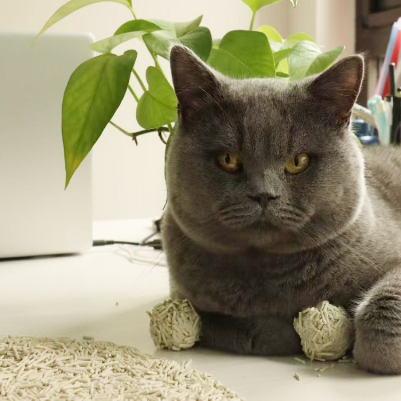 Cat Litter Manufacturer - Ultra Absorbent 7L Dust Free