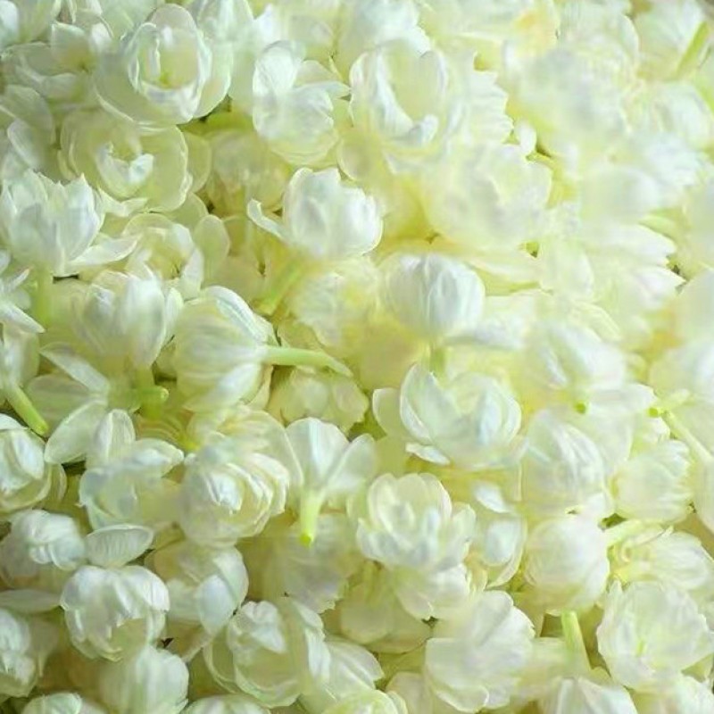 Jasmine Flower Jasmine Tea Jasmine Dried Flower